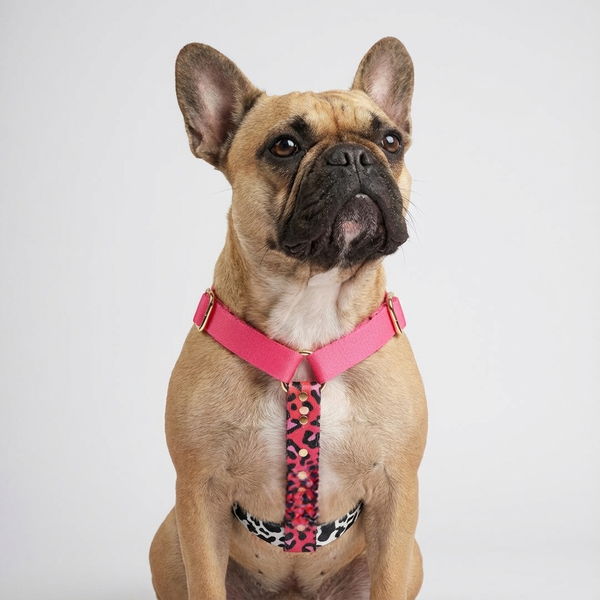 Hundegeschirr CandyMix